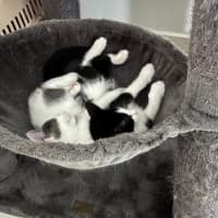 Photo of Flit