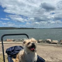 Photo of Otis   7 Year Old Brussels Griffon