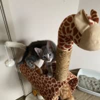 Photo of Earl Grey Meet Me At Pet Stock Carrum Downs