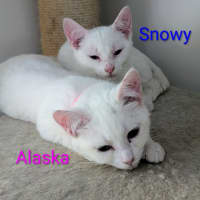 Photo of Snowy Meet Me @Petstock Clyde Store 