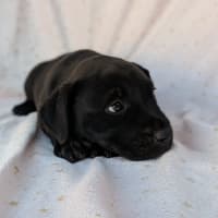 Photo of Bluey