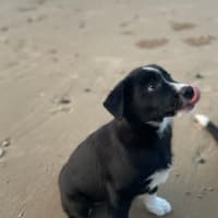 Photo of Koa
