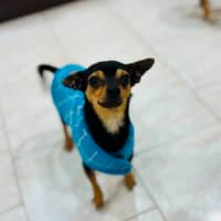 Photo of Danger Mouse 