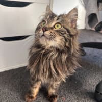 Photo of Dill Pickle