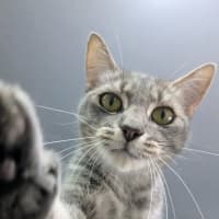 Photo of Flick