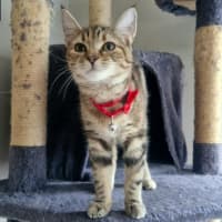 Photo of Chloe   Located In Wallan