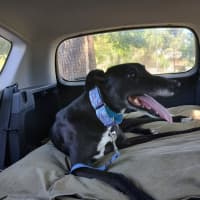 Photo of Jennifer, The Greyhound