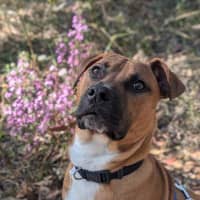 Photo of Bruno