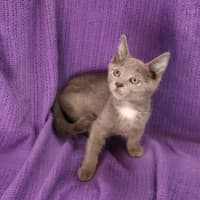 Photo of Tidbit 