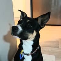 Photo of Remy
