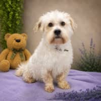 Photo of Woody