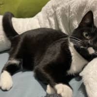 Photo of Onyx