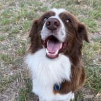 Photo of Waffles