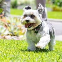 Photo of Lulu Lozano