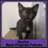 Photo of Aesha