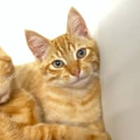 Photo of Helios