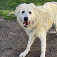 Photo of Buddy