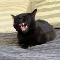 Photo of Nyx