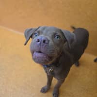Photo of Nugget