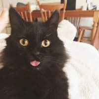 Photo of David Bowie