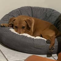 Photo of Honey
