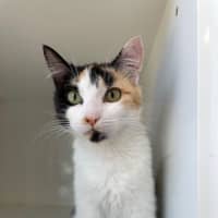 Photo of Luna
