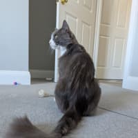 Photo of Pickles