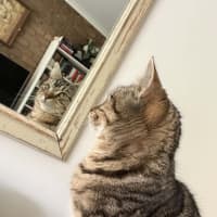 Photo of Priscilla The Riscilla And The Silly Priscailly