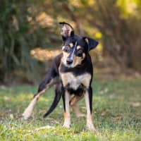 Photo of Kelsey (Twinkle)