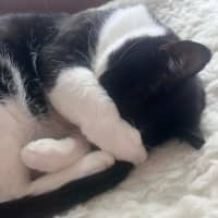 Photo of Sylvester   In Foster Care In Collingwood