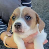 Photo of Barney