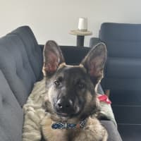 Photo of Ollie