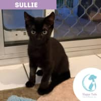 Photo of Sullie