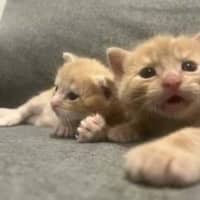 Photo of Merry ** 2nd Chance Cat Rescue**