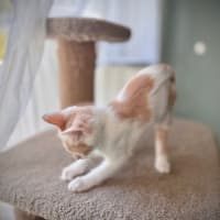 Photo of Peach