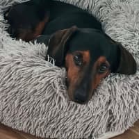 Photo of Hendrix   4 Year Old Dachshund 