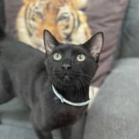 Photo of Roland (0157)