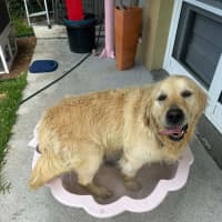 Photo of Max   8 Year Old Golden Retriever