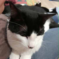 Photo of Chilli