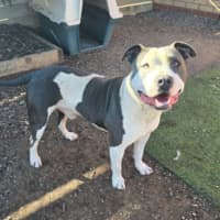 Photo of Chester