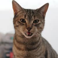 Photo of Hazel