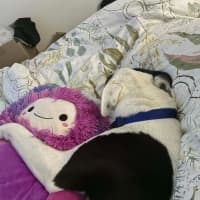 Photo of Tux   18 Month Old Staffy X