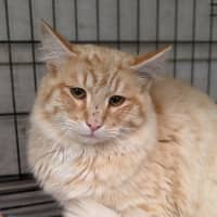 Photo of Digory Flufferkins