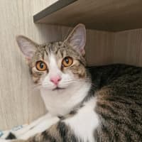 Photo of C1545 Tiger