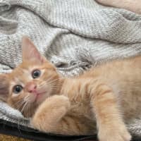 Photo of 🔶 Pumpkin 🔶