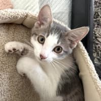 Photo of Toby (Short For Dweezlewamba)