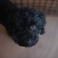 Photo of Smudge   8yom Mini Poodle, Male (On Trial 18/4/25)