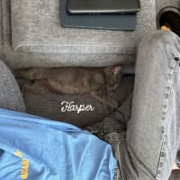 Photo of Harley & Harper