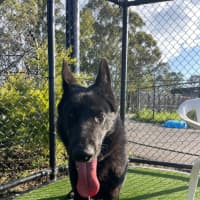 Photo of Rhaenyras Imp 1411