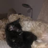 Photo of Misstachio   2 Month Old Domestic Short(trial)